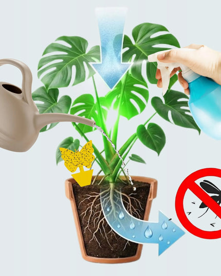 Sanium System rinkinys nuo grybinių uodukų (zemiórki) 50 ml + 24 vnt. gaudyklių, purškimui ir laistymui