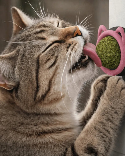 Savaime limpantis kačių žaislas su katžole KittyTech #HIGH
