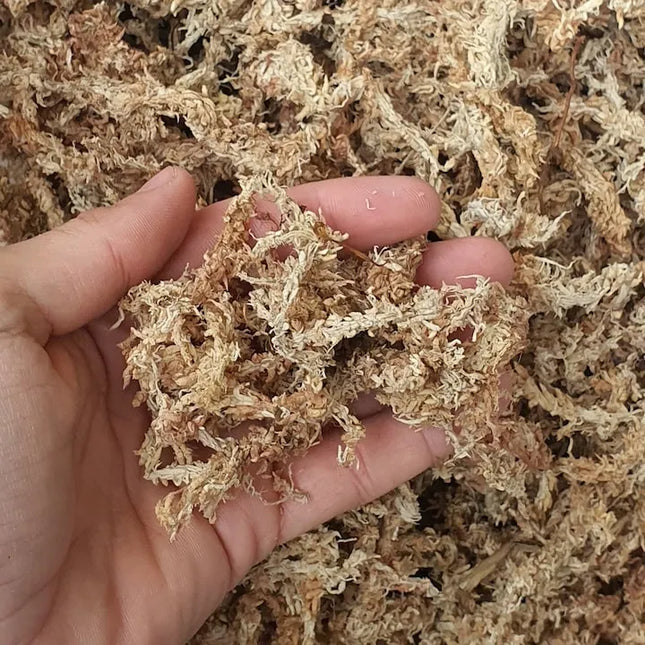 Sphagnum durpyninės samanos 150g Čilė Pietų Amerika PREMIUM