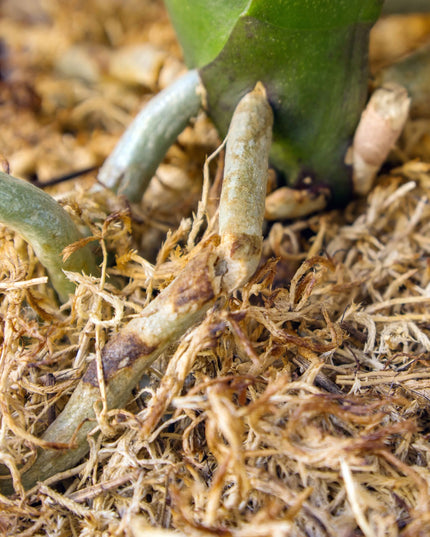 Sphagnum durpžsamės, substratas orchidėjoms, augalų įsišaknydinimui, 250g/10L