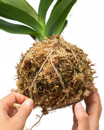 Sphagnum durpžsamės, substratas orchidėjoms, augalų įsišaknydinimui, 250g/10L