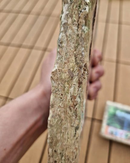 Sphagnum moss durpių samanos, įsišaknyti skatinantis substratas 150 g / 12 l terariumams