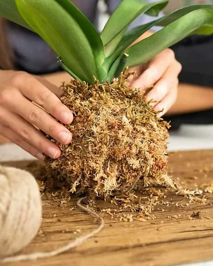 Sphagnum samanos, 150g PREMIUM, Pietų Amerikos