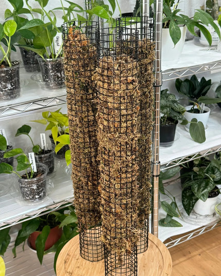 Sphagnum samanos, 150g PREMIUM, Pietų Amerikos