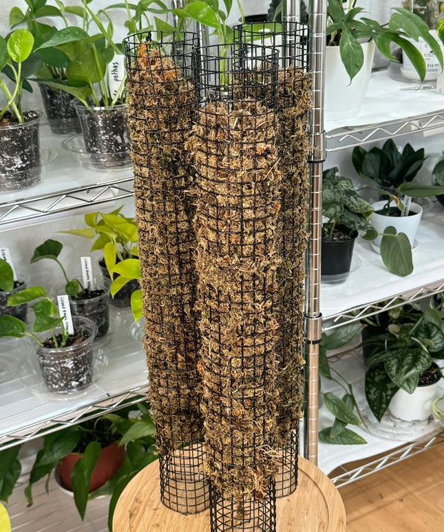 Sphagnum samanos, 150g PREMIUM, Pietų Amerikos
