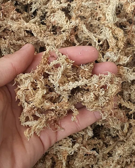 Sphagnum samanos, 150g PREMIUM, Pietų Amerikos