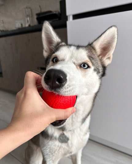 Šuns žaislas WAUDOG Red Ball