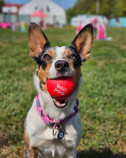 Šuns žaislas WAUDOG Red Ball