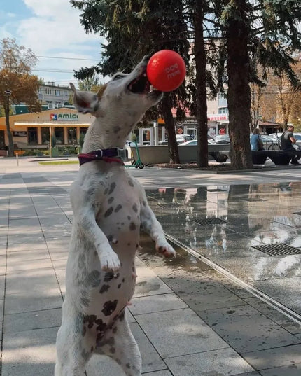Šuns žaislas WAUDOG Red Ball