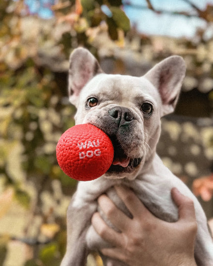 Šuns žaislas WAUDOG Red Ball