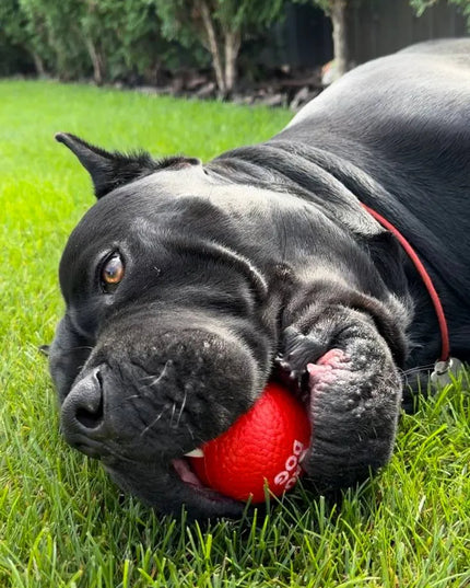Šuns žaislas WAUDOG Red Ball