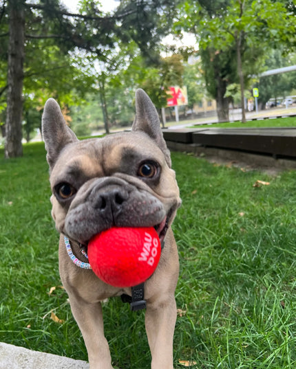 Šuns žaislas WAUDOG Red Ball