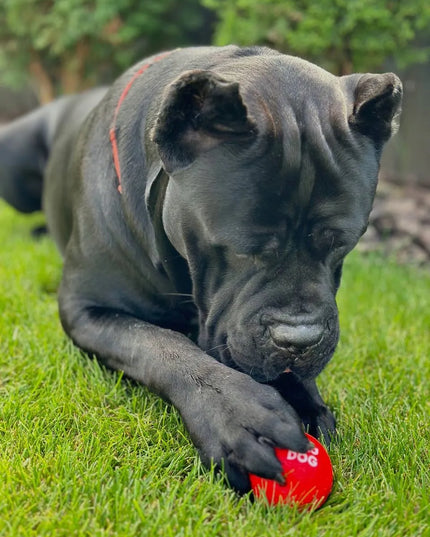 Šuns žaislas WAUDOG Red Ball