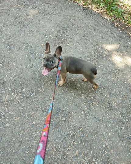Šunų pavadėlis WAUDOG, nailoninis, raštas Vasara, dydis S, 122 cm, 15 mm