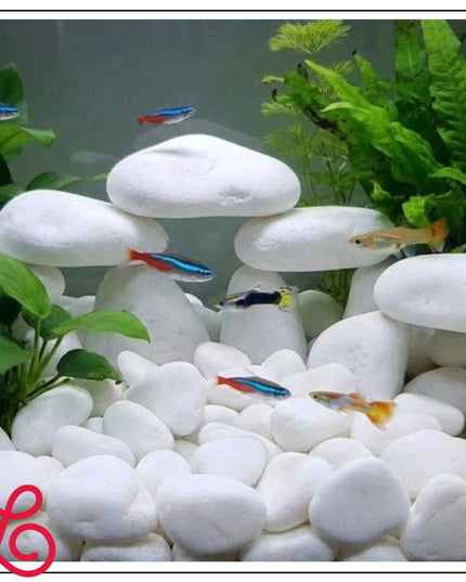 THASSOS baltas dekoratyvinis akmuo sodui, vazonams, alpinariumams 2-4 cm 2 kg