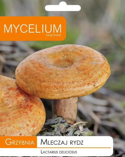 Tikrinis rudmėsis (Lactarius deliciosus) miško grybų micelis
