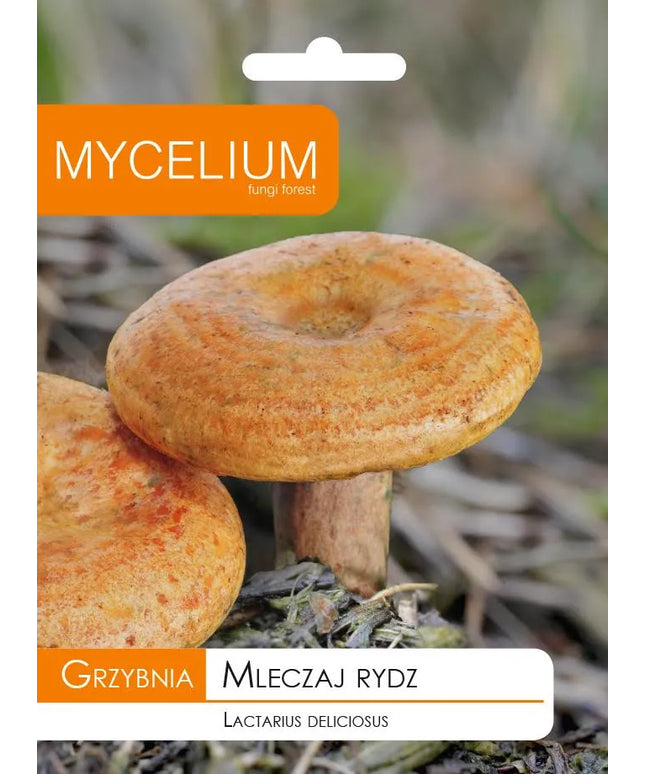 Tikrinis rudmėsis (Lactarius deliciosus) miško grybų micelis