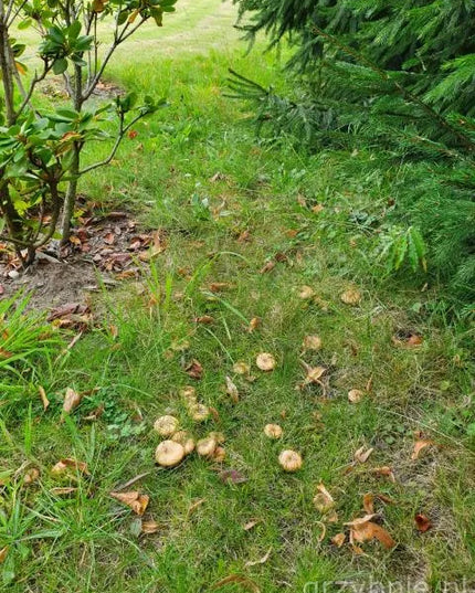 Tikrinis rudmėsis (Lactarius deliciosus) miško grybų micelis