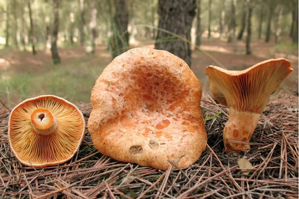 Tikrinis rudmėsis (Lactarius deliciosus) miško grybų micelis