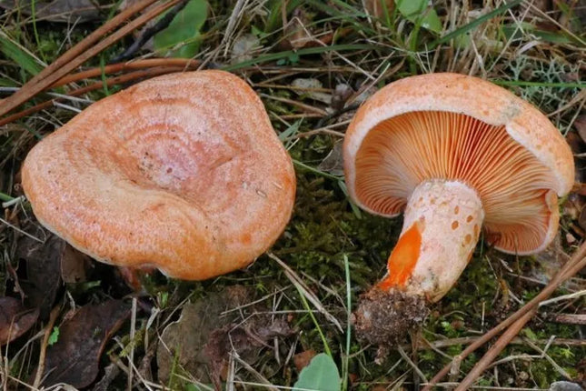 Tikrinis rudmėsis (Lactarius deliciosus) miško grybų micelis