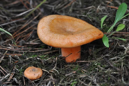Tikrinis rudmėsis (Lactarius deliciosus) miško grybų micelis