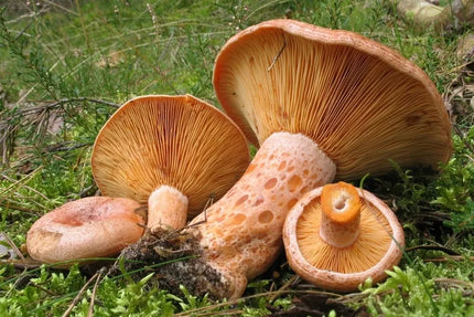Tikrinis rudmėsis (Lactarius deliciosus) miško grybų micelis