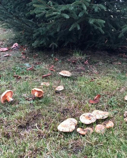 Tikrinis rudmėsis (Lactarius deliciosus) miško grybų micelis