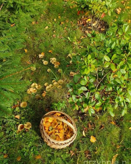Tikrinis rudmėsis (Lactarius deliciosus) miško grybų micelis