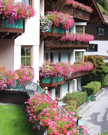 Trąšos pelargonijoms ir žydintiems augalams PLANTON K