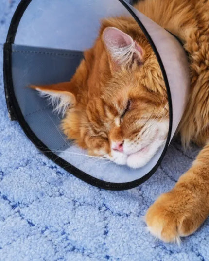 TRIXIE apsauginė veterinarinė pooperacinė apykaklė šunims ir katėms XS