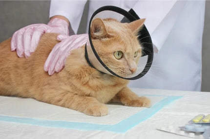 TRIXIE apsauginė veterinarinė pooperacinė apykaklė šunims ir katėms XS