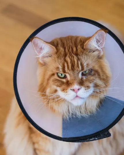TRIXIE apsauginė veterinarinė pooperacinė apykaklė šunims ir katėms XS