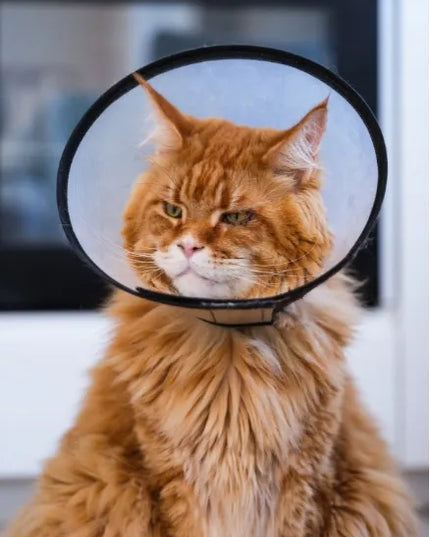 TRIXIE apsauginė veterinarinė pooperacinė apykaklė šunims ir katėms XS