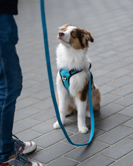 Tvirtas atšvaitinis pavadėlis stambiam šuniui 2m HUGGY DOGGY tradicinis, L dydis