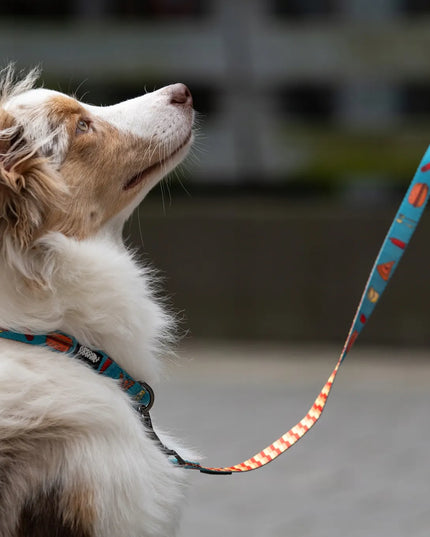 Tvirtas ir lengvas „HUGGY DOGGY“ šuns antkaklis su vardu ir telefono numeriu, M dydis