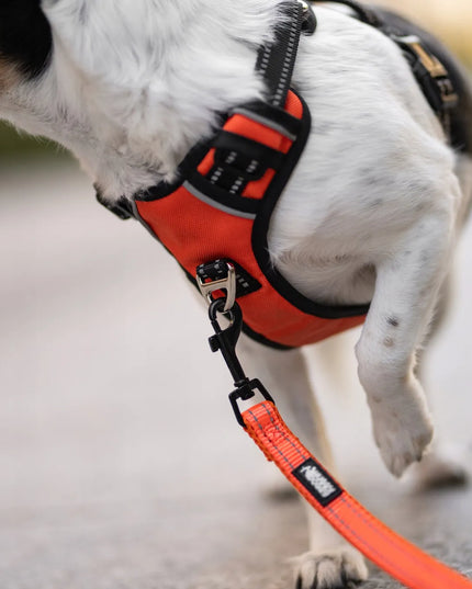 TVIRTAS pavadėlis dideliam šuniui 2 m, galingas žalias, HUGGY DOGGY, L dydis