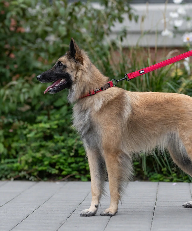 Tvirtas reguliuojamas šuns antkaklis HUGGY DOGGY L mėlynas dideliam šuniui, aviganiui, labradoriui