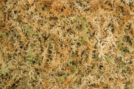 Urban Jungle Besgrow Spagmoss sfagnum samaninės durpės 150g 12l iš Naujosios Zelandijos Blended