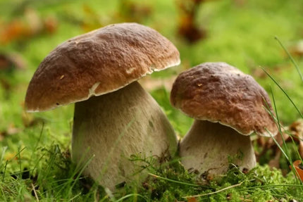 Valgomųjų baravykų micelis Mycelium