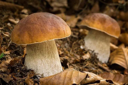 Valgomųjų baravykų micelis Mycelium