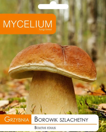 Valgomųjų baravykų micelis Mycelium