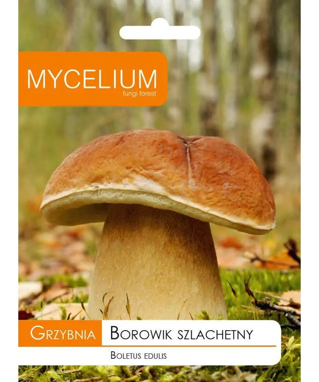 Valgomųjų baravykų micelis Mycelium