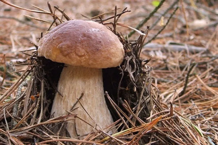 Valgomųjų baravykų micelis Mycelium