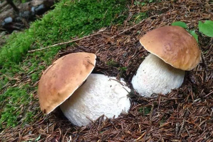 Valgomųjų baravykų micelis Mycelium