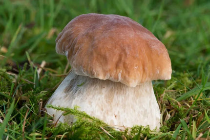 Valgomųjų baravykų micelis Mycelium