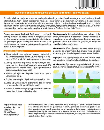 Valgomųjų baravykų micelis Mycelium