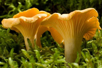 Voveraitės, valgomosios voveraitės grybiena laukiniams grybams