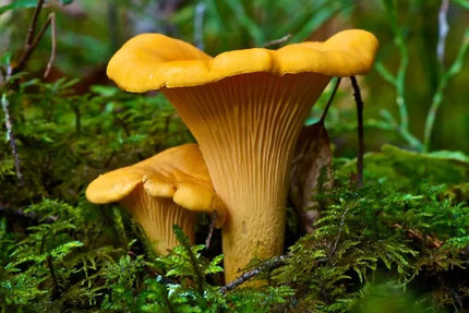 Voveraitės, valgomosios voveraitės grybiena laukiniams grybams