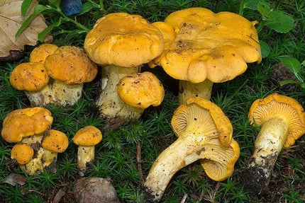 Voveraitės, valgomosios voveraitės grybiena laukiniams grybams