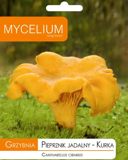 Voveraitės, valgomosios voveraitės grybiena laukiniams grybams